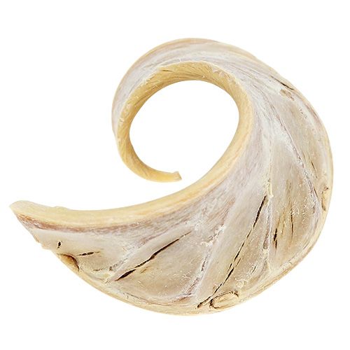 Product Elephant Ear Dried Bleached Flower Pods 7.5-10cm 25pcs