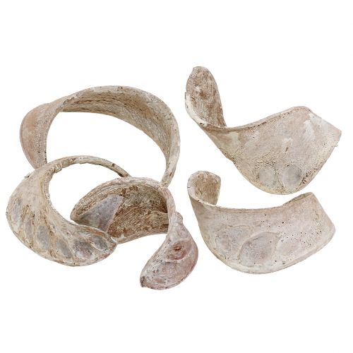 Elephant Ear White Washed 25 pcs