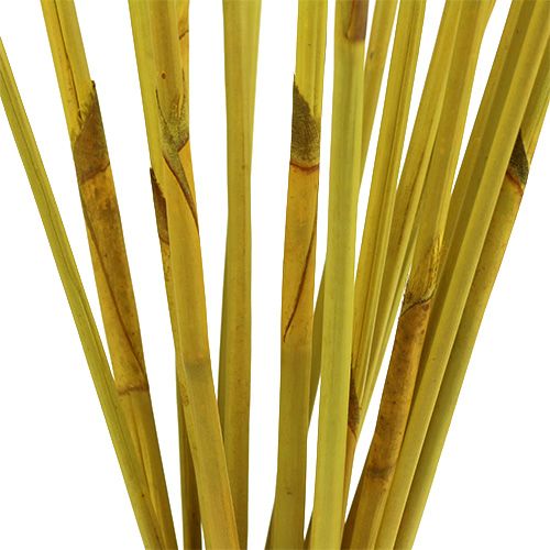 Floristik24 Decorative sticks, Elephant Reed Yellow 20 pcs
