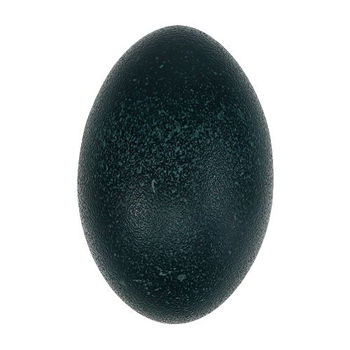 Floristik24 Emu egg natural 12cm - 14cm 1p