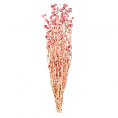 Strawberry thistle decoration old pink dried flowers pink 50cm 100g