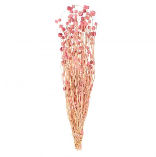 Product Strawberry thistle dried flowers, antique rose, 50cm, 100g, decorative artificial flowers
