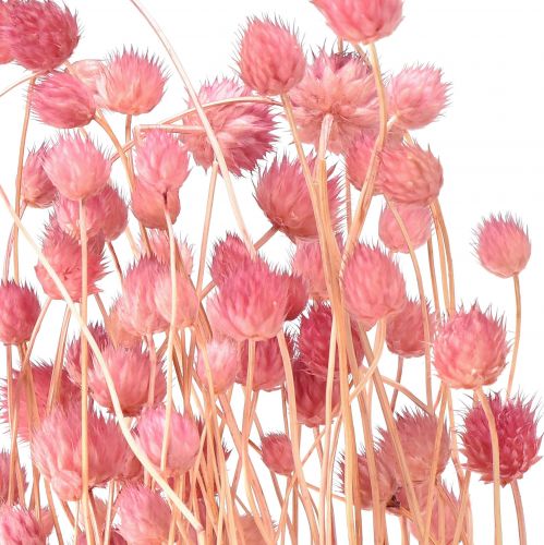 Product Strawberry thistle dried flowers, antique rose, 50cm, 100g, decorative artificial flowers
