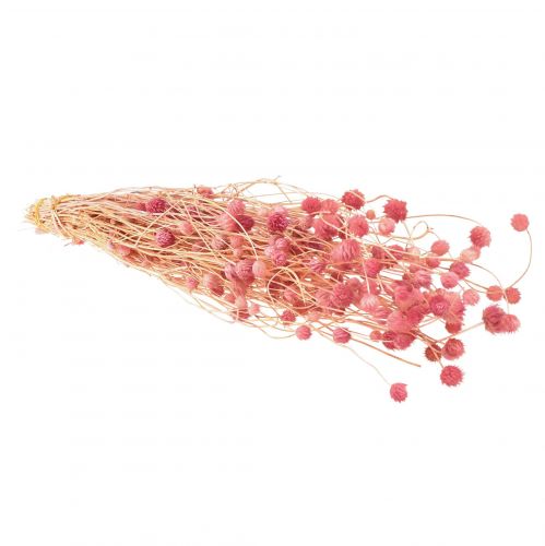Product Strawberry thistle dried flowers, antique rose, 50cm, 100g, decorative artificial flowers
