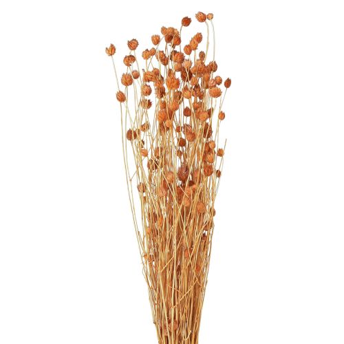 Strawberry Thistle Dried Flowers Thistle Decoration Terracotta 68cm 85g
