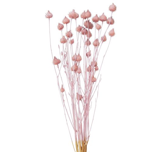 Strawberry Thistle Dried Thistle Decoration Light Pink 58cm 65g
