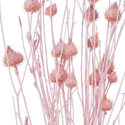 Product Strawberry Thistle Dried Thistle Decoration Light Pink 58cm 100g