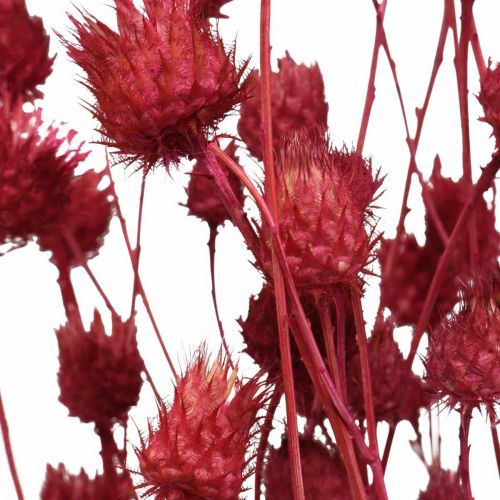 Product Dried Flowers Red Dry Thistle Strawberry Thistle Colored 100g