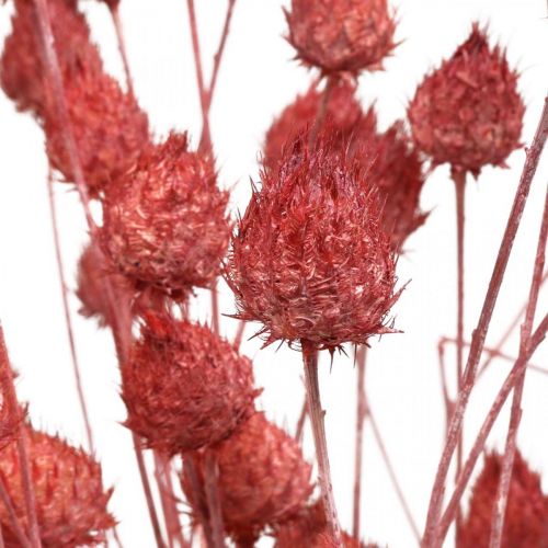 Dried Flowers Dried Thistle Strawberry Thistle Light Pink 100g