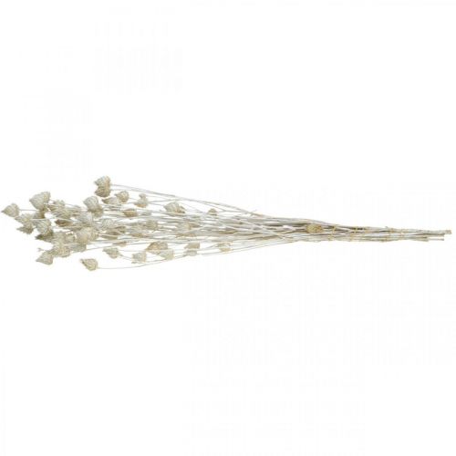 Product Dried Flowers White Dried Thistle Strawberry Thistle Colored 100g