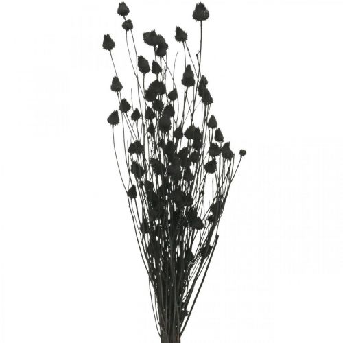 Floristik24 Dried Flowers Black Dry Thistle Strawberry Thistle 100g