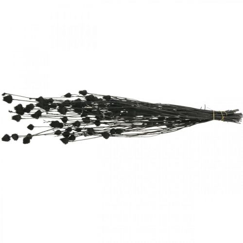 Product Dried Flowers Black Dry Thistle Strawberry Thistle 100g