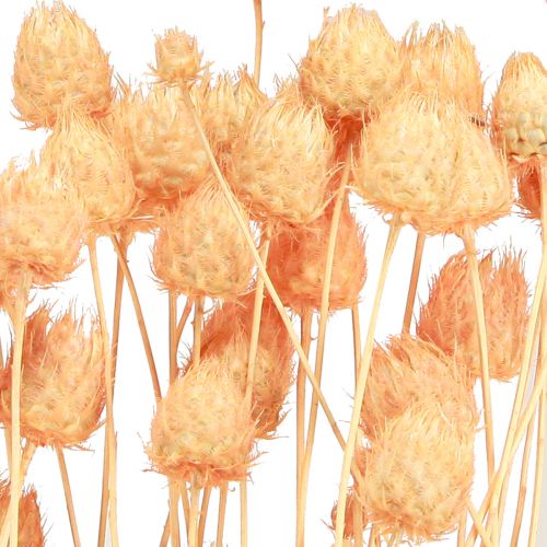 Product Strawberry thistles dry decoration thistles in salmon 55cm 100g