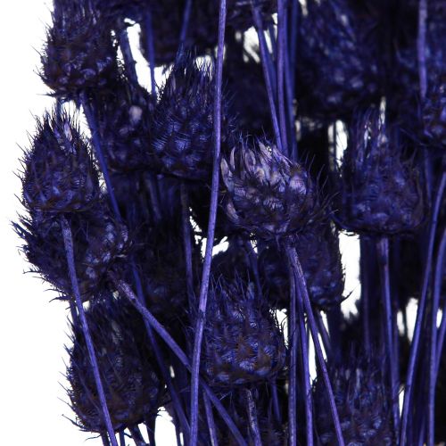 Product Strawberry Thistle Dried Thistle Decoration Violet 44-58cm 100g