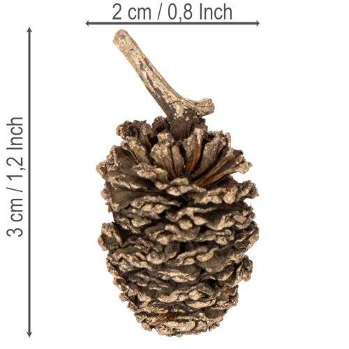 Alder cones, natural product