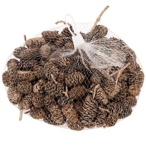 Alder cones, natural product