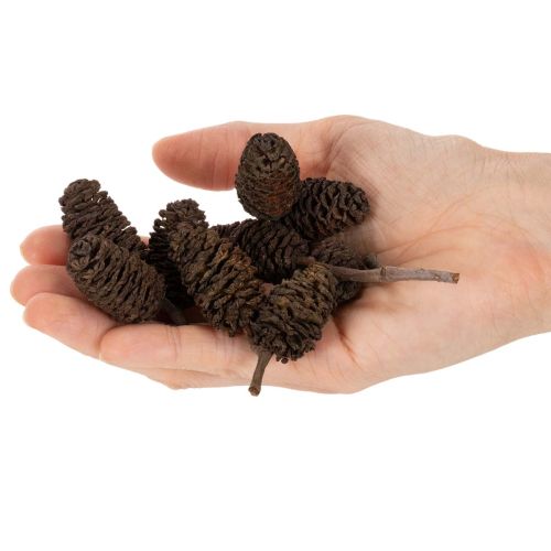 Natural alder cones, loose, for decoration, 3cm, 300g, natural brown. | Floristik24.ie
