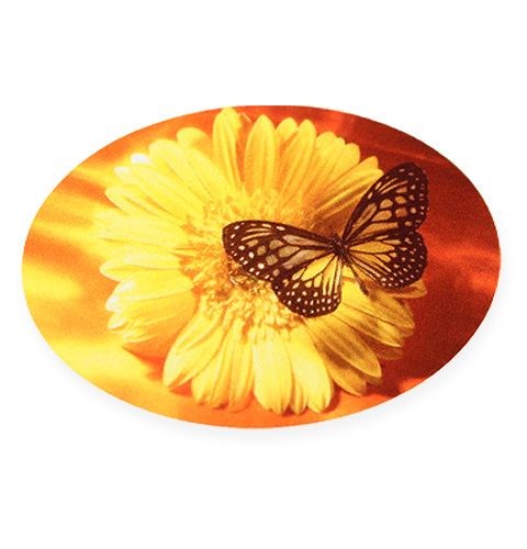 Floristik24 Labels butterfly 250p