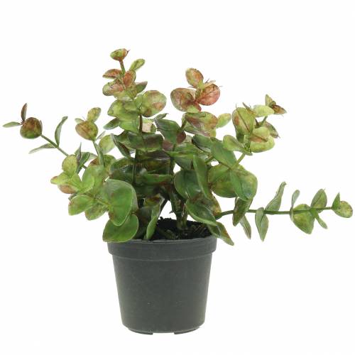 Floristik24 Eucalyptus in a pot H15cm