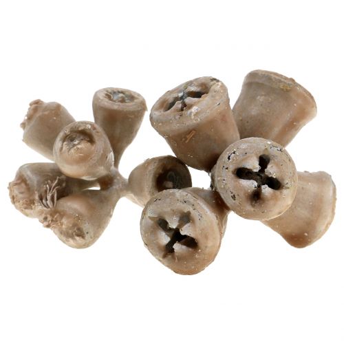 Product Eucalyptus fruits waxed gray-brown 250g