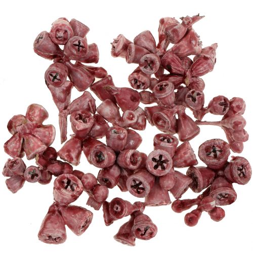 Floristik24 Eucalyptus fruits waxed red 250g