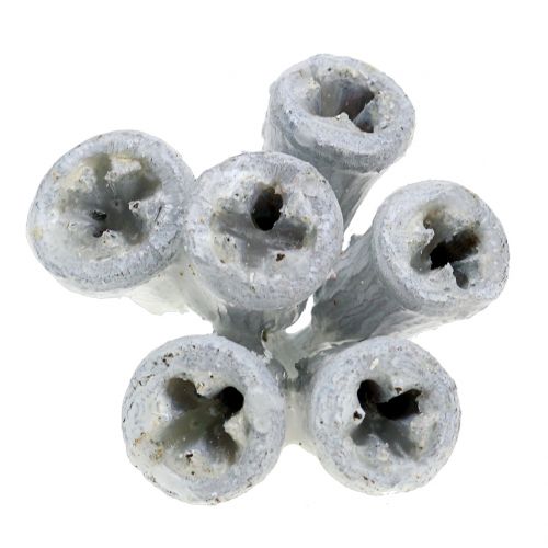 Floristik24 Eucalyptus fruits waxed white 250g