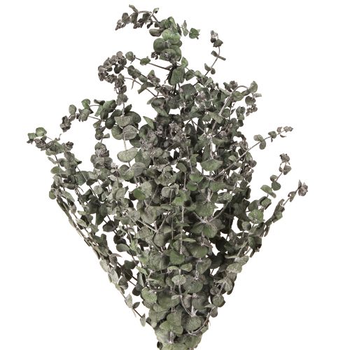 Floristik24 Eucalyptus Preserved Branches Leaves Round Green 150g
