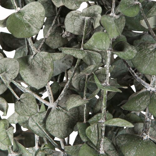 Floristik24 Eucalyptus Preserved Branches Leaves Round Green 150g