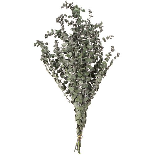Floristik24 Eucalyptus Preserved Branches Leaves Round Green 150g