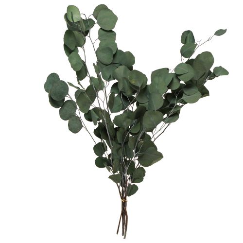 Floristik24 Eucalyptus branches green decorative branches preserved 70-80cm 110g