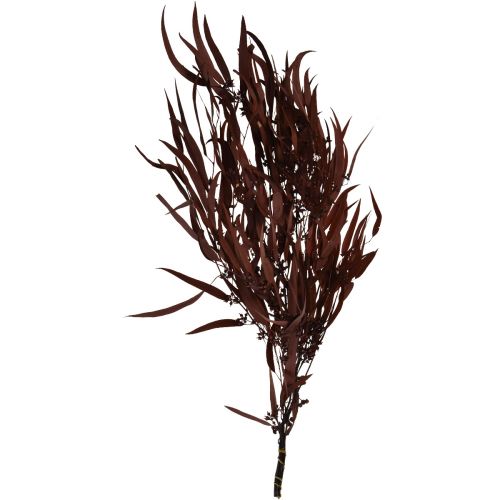 Product Eucalyptus Preserved Eucalyptus Branches Red, Brown 56cm 135g