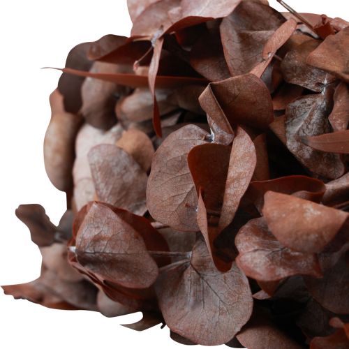 Floristik24 Eucalyptus wreath natural wreath eucalyptus preserved red Ø33cm