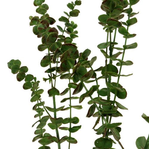 Floristik24 Eucalyptus branch green 130cm