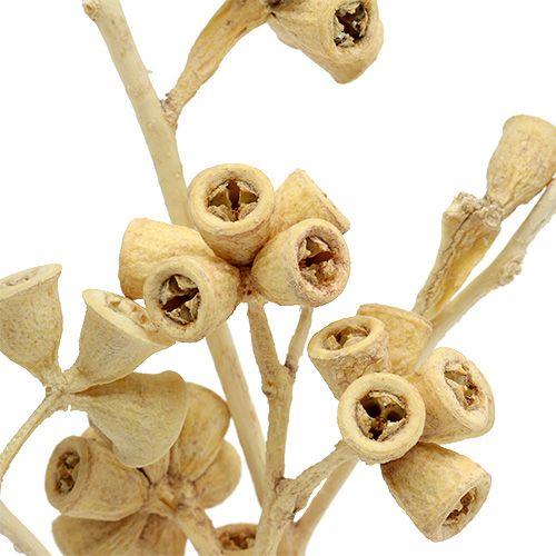 Product Eucalyptus branch bleached 25pcs