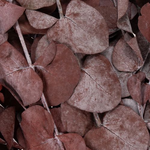 Product Eucalyptus branches, preserved eucalyptus, dried flowers, red, 75cm, 150g