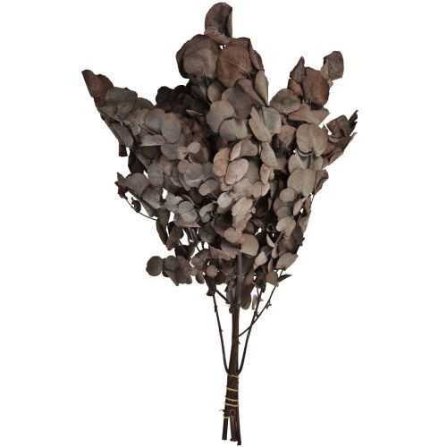 Product Eucalyptus Branches Eucalyptus Preserved Red L49cm 120g