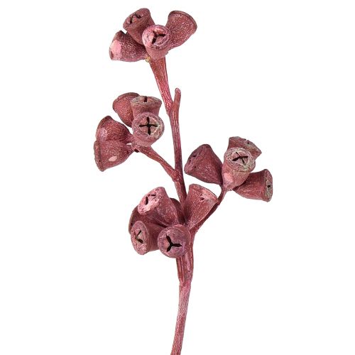 Product Eucalyptus branches red frosted natural decoration exotic 25 pieces