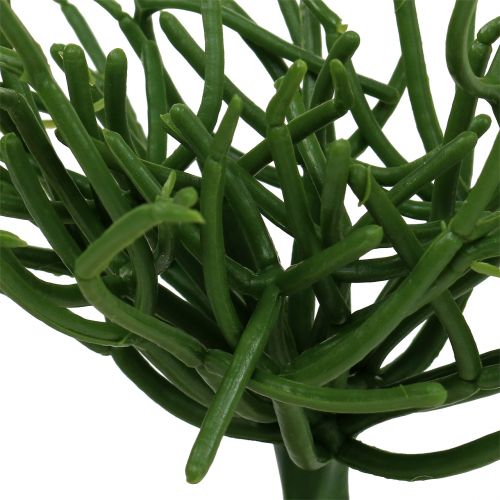 Product Euphorbia pick green 19cm 4pcs