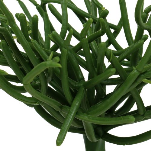 Floristik24 Euphorbia pick green 19cm 4pcs