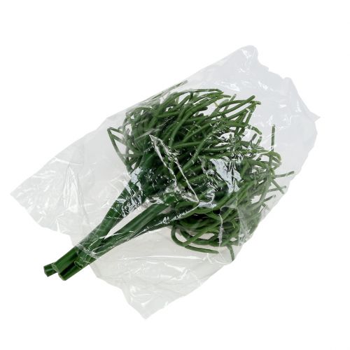 Floristik24 Euphorbia pick green 19cm 4pcs