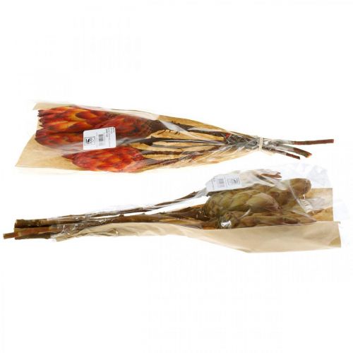 Floristik24 Protea Mix, Dried Flowers Respens Natural/Red 13 pcs