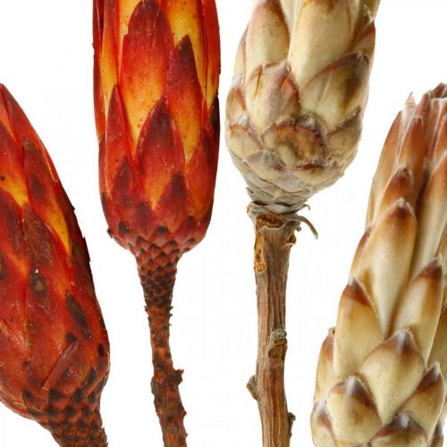 Product Protea Mix, dried flowers Respens natural/red 13pcs