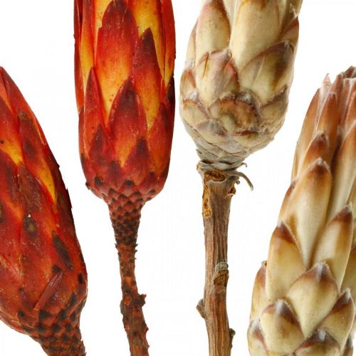 Floristik24 Protea Mix, Dried Flowers Respens Natural/Red 13 pcs