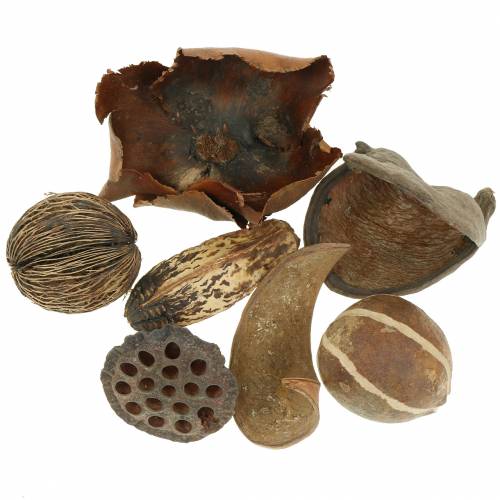 Floristik24 Exotic range nature in the net 200g