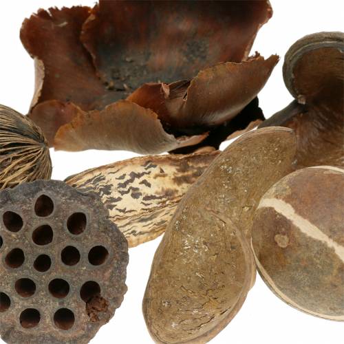 Floristik24 Exotic range nature in the net 200g