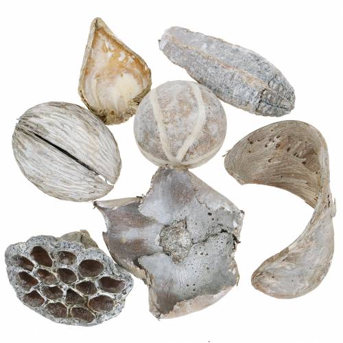 Floristik24 Exotic assortment white washed in a net 200g