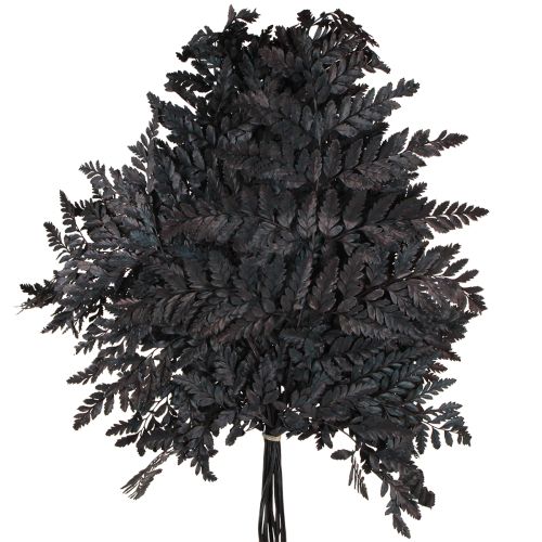 Product Fern Decoration Real Fern Fronds Black Preserved 45cm 10 Pcs