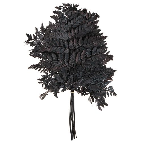 Product Fern Decoration Real Fern Fronds Black Preserved 45cm 10 Pcs