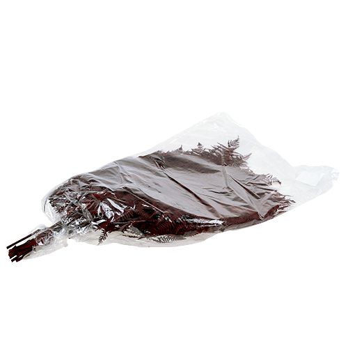 Floristik24 Fern dyed red 15 pcs