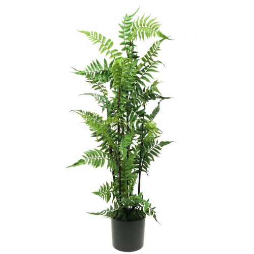 Floristik24 Tree fern in a pot green 80cm